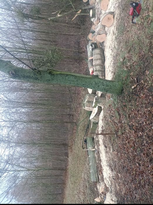 Wycinka drzew koszenie traw usługi rębak