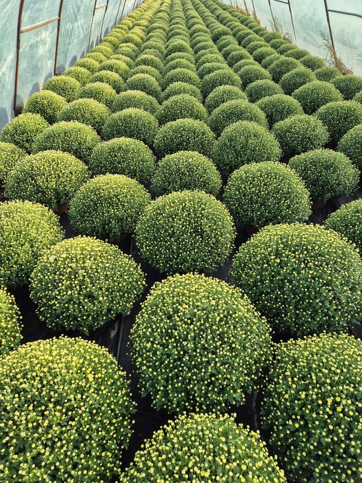 Chryzantemy drobnokwiatowe