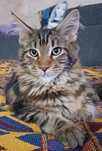 Maine Coon kotka  może opuści już hodowlę n22 rodowód FPL