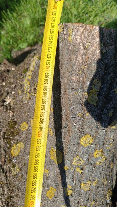 Drewno kominkowe lub dąb do dalszej obróbki