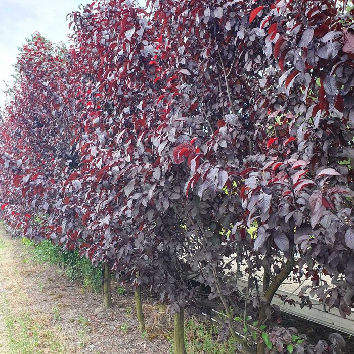 Duże drzewa alejowe-Śliwa wiśniowa Pissardi, Klon purpurowy ,Katalpa