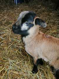 Owce baranki owieczki kameruńskie