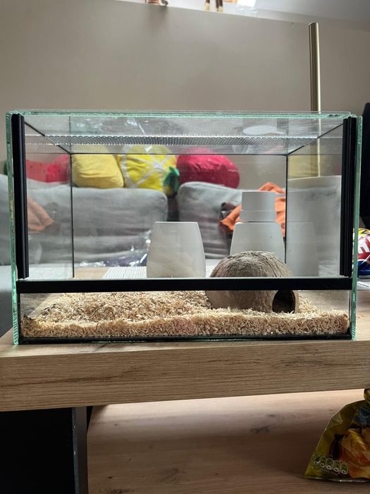 Phormictopus atrichomatus (samiczka)