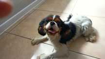 Cavalier king charles spaniel suczka