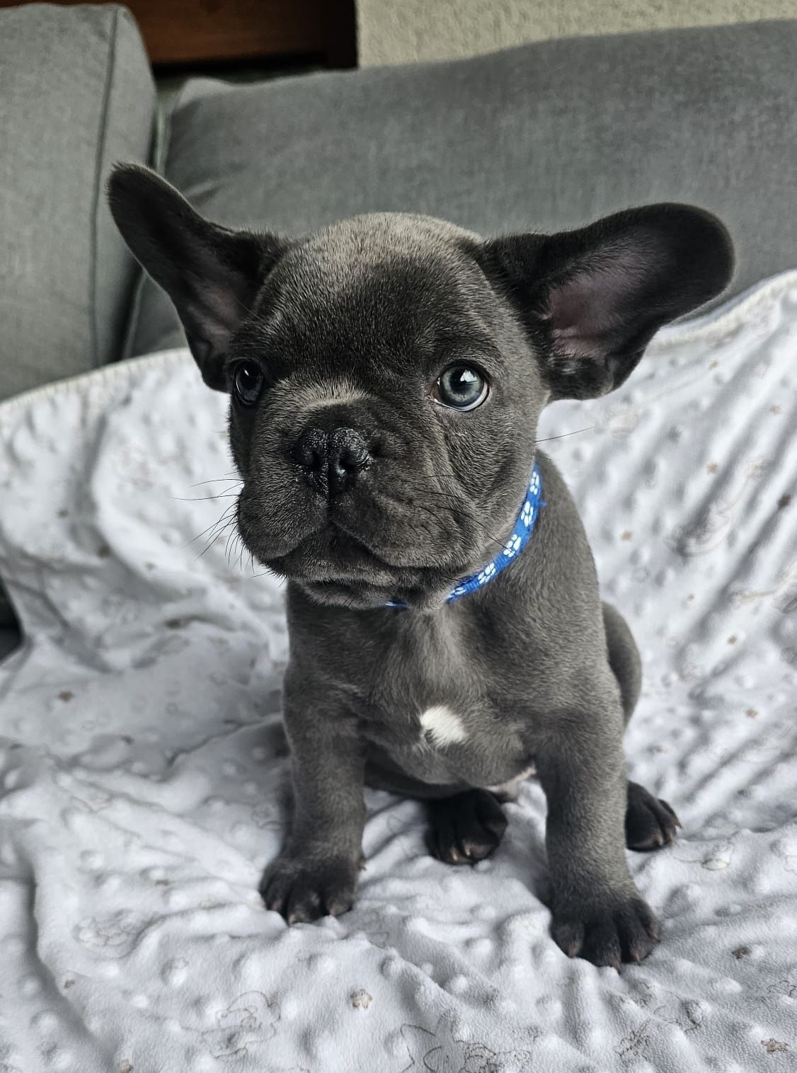 Buldog Francuski Blue z genem lilac samiec GOTOWY DO ODBIORU