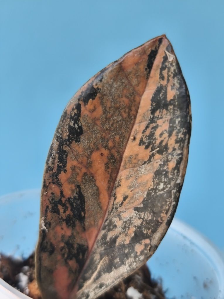 Заміокулькас варієгатний zamioculcas Black variegata