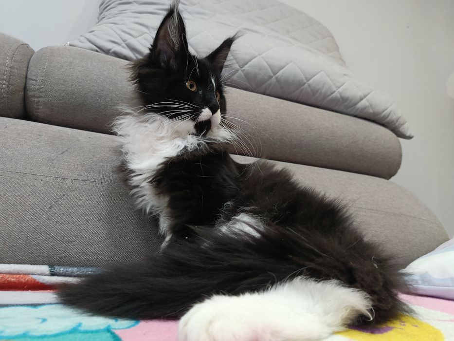 Kocur Maine Coon do hodowli