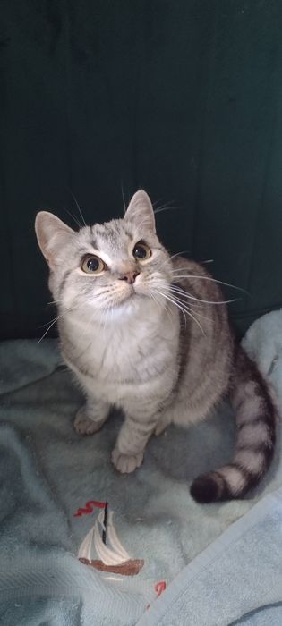 Шотландские чистокровные котята от клубного папы кота.