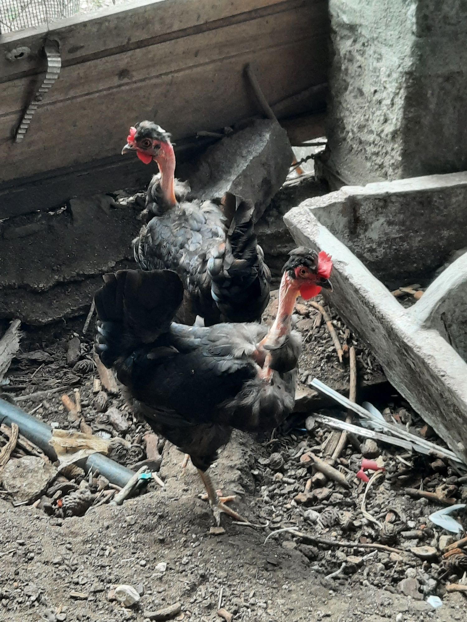 Tenho para venda este animais