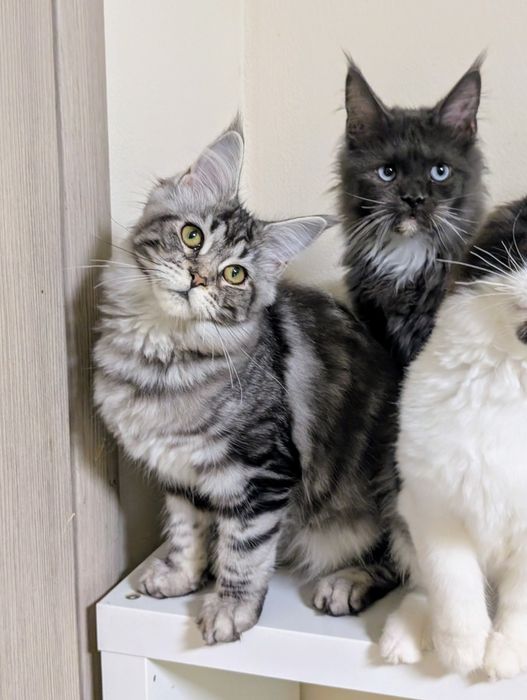 Blixa kotka Maine Coon czarny klasyk. Zapraszamy