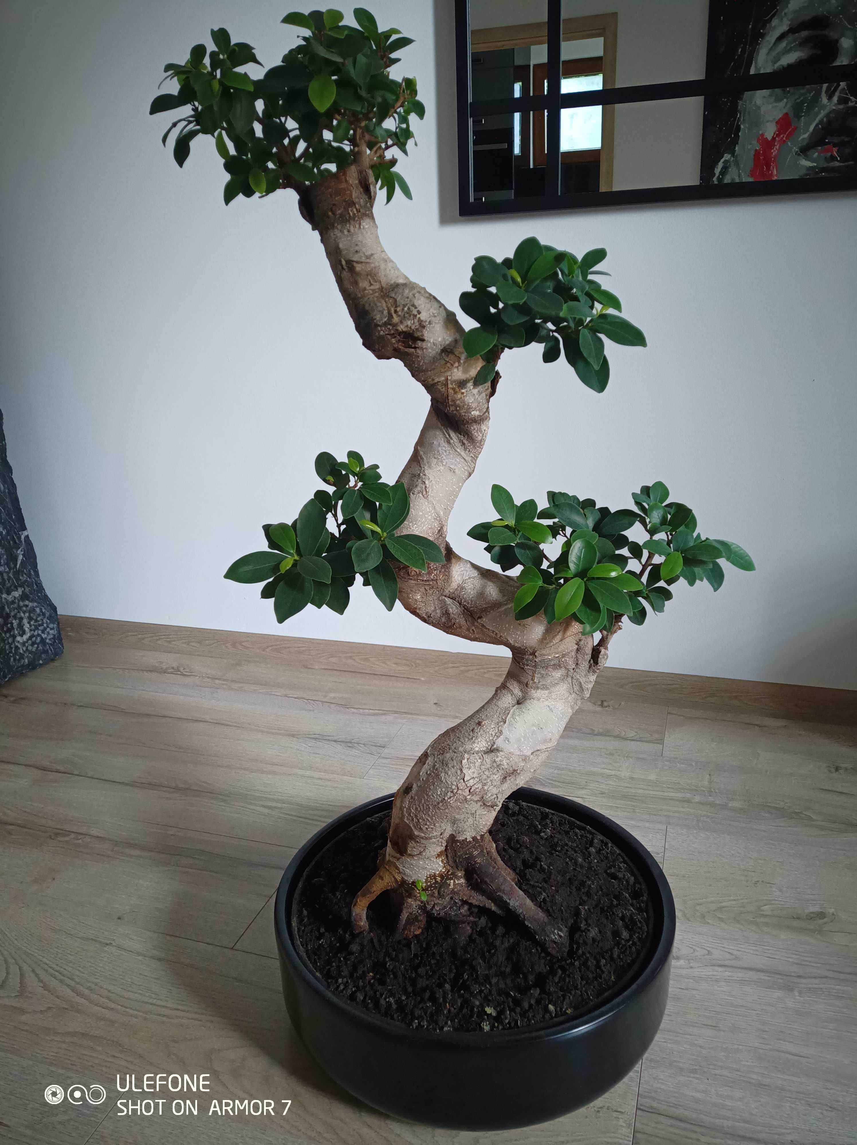 Fikus bonsai 95cm