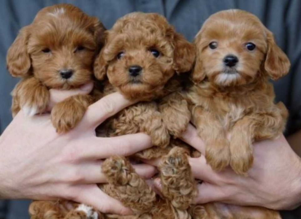 Обаятельные девочки мальтипу.