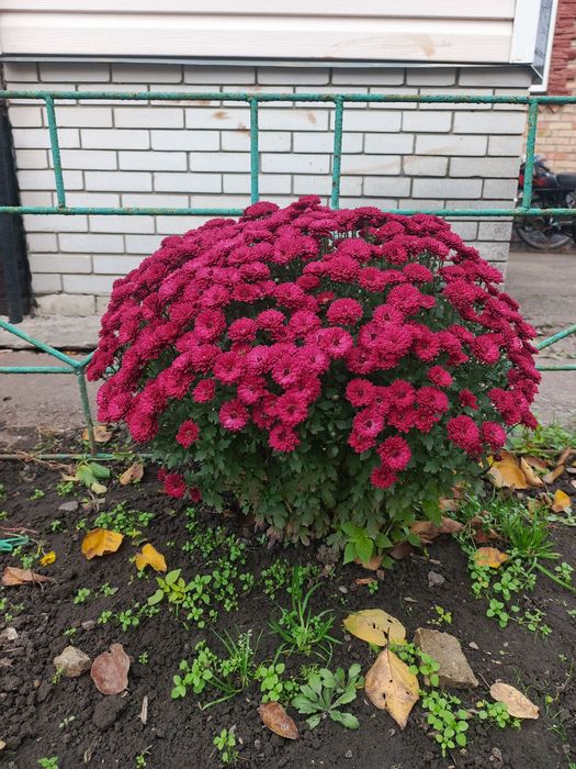 Продам хризантеми