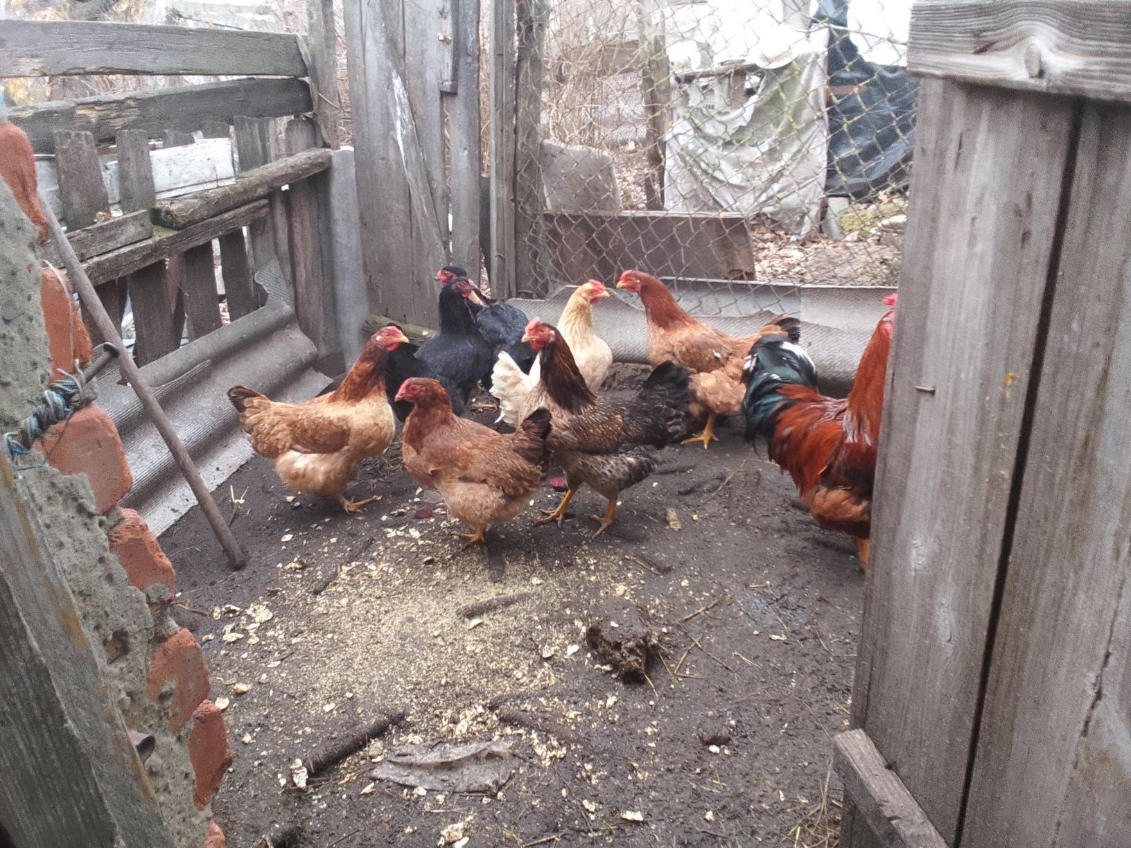 Продам домашніх курей