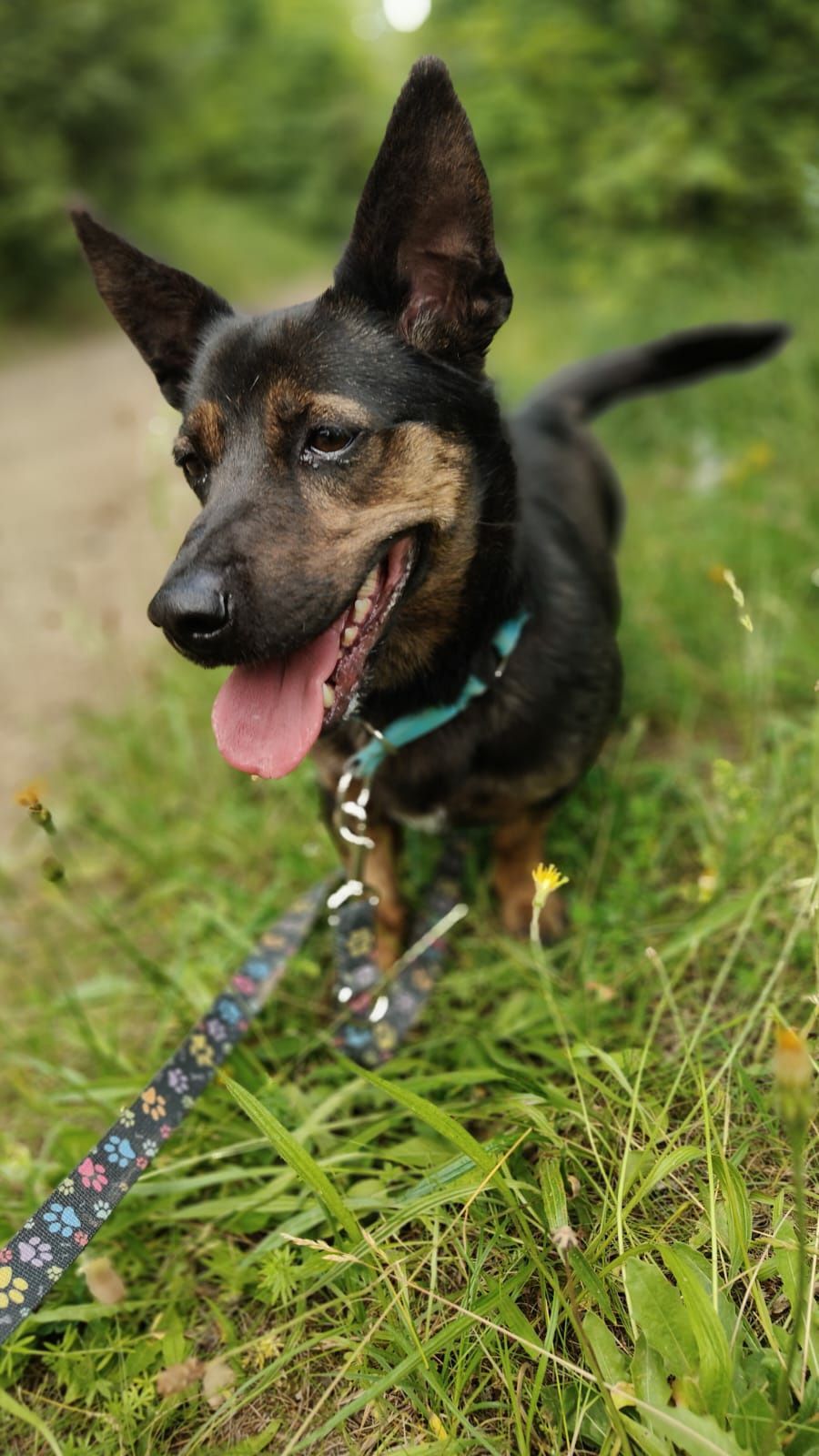 Śliczny mały piesek Jędruś do adopcji ze schroniska.