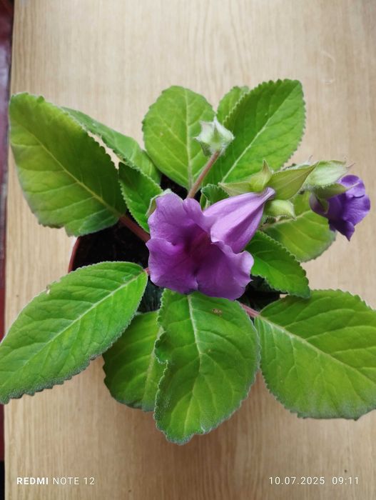 Глоксинія кімнатна рослина