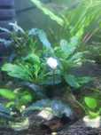 Bucephalandra roślina do akwarium