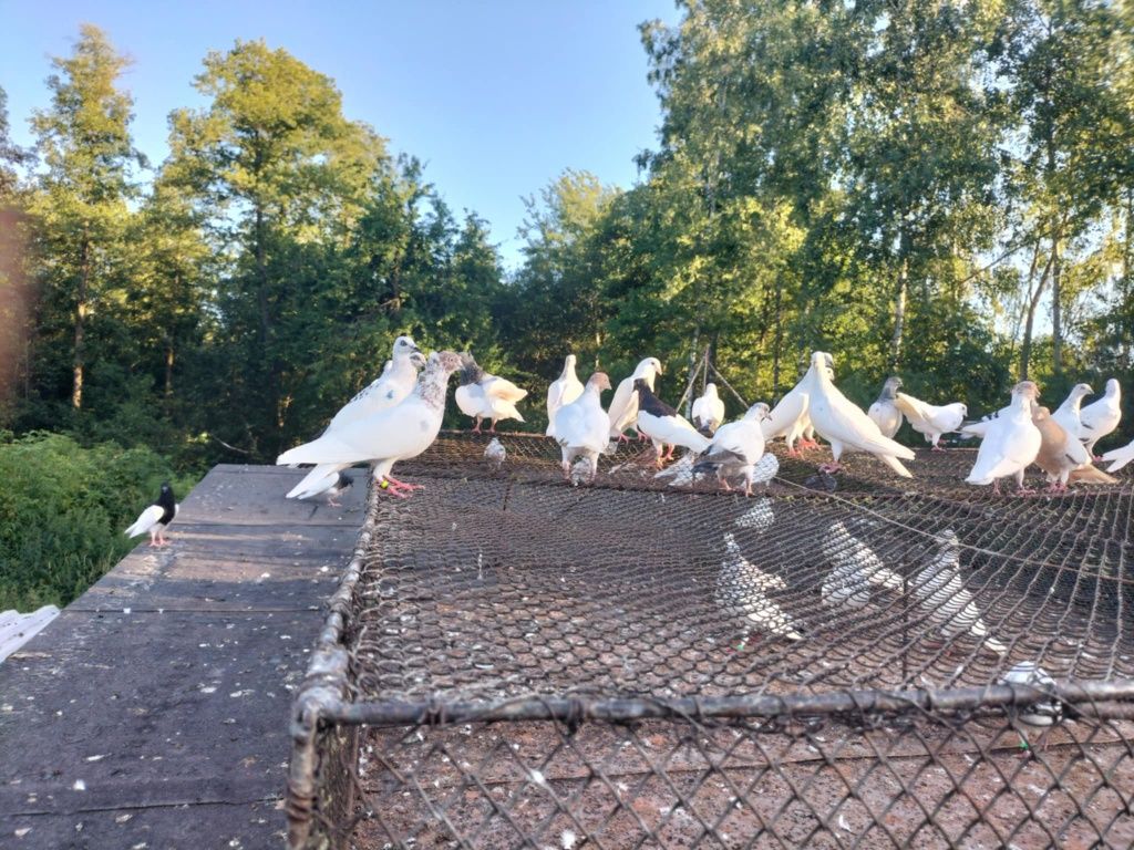 Sprzedam lot gołębi