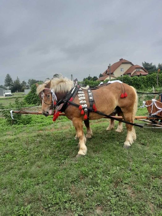 Sprzedam ogiera sokólskiego