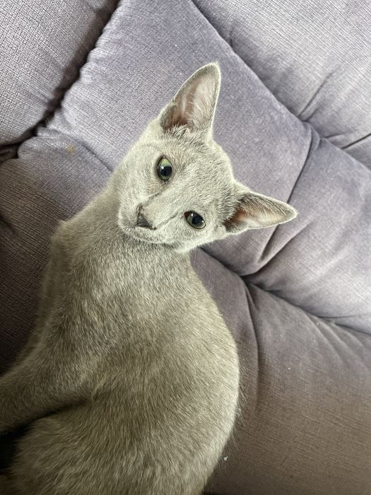 Koty, kocięta, koteczki Rosyjskie Niebieskie z rodowodem WCF