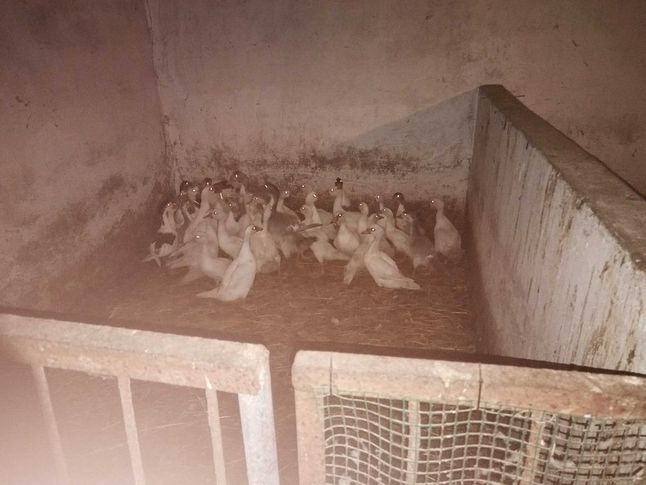 Sprzedam Kaczki francuzkie z wolnego wybiegu