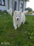 Samoyed szczenie