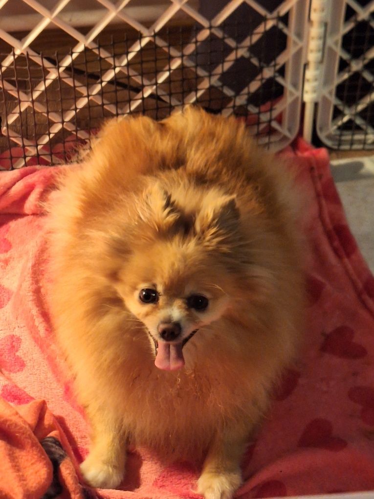 Pomeranian szpic miniaturowy suczka Nena