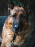 Kochany Atos do adopcji