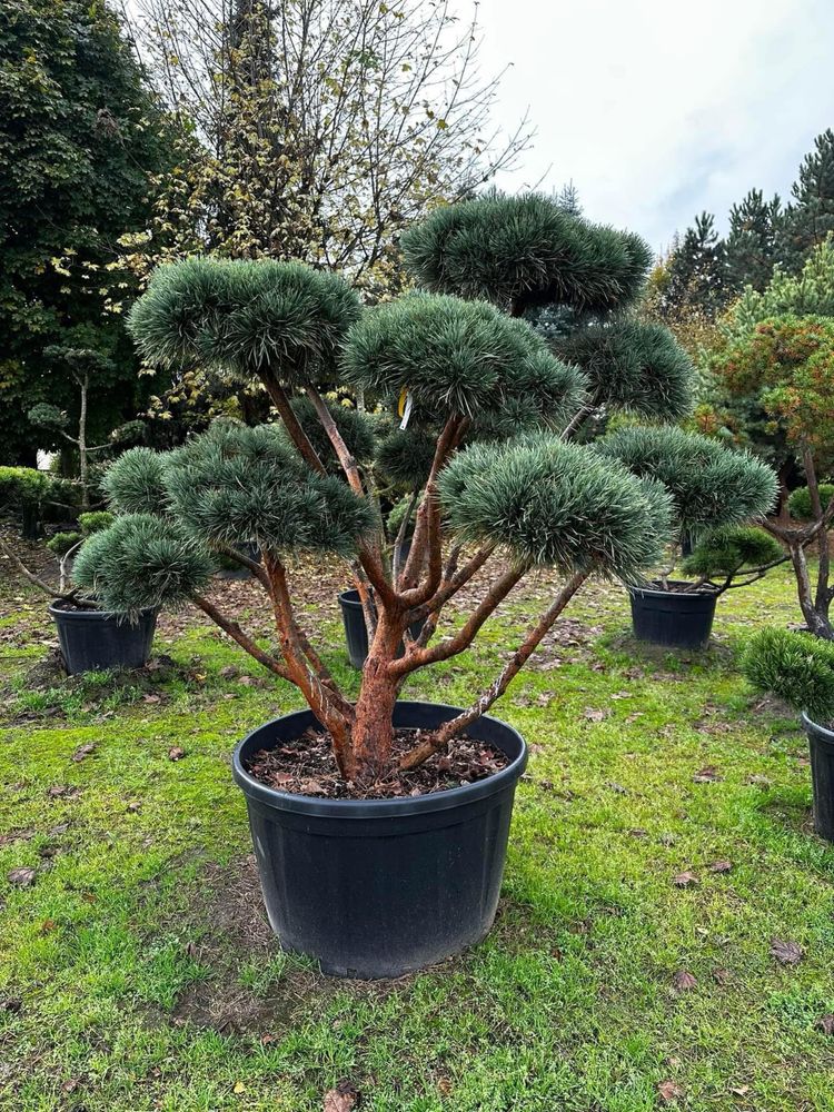 Cis Bonsai-Niwaki 220cm sosna (szmaragd katalpa Laurowiśnia klon jodła