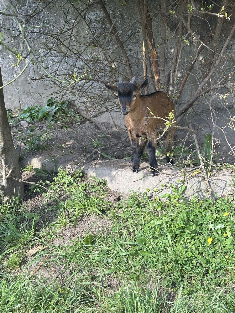 Cabrito anão com 4 meses – só para companhia ou criação