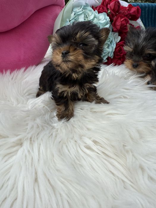 Супер міні йорк терєр