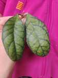 Hoya calistophylla sabah iml 1762