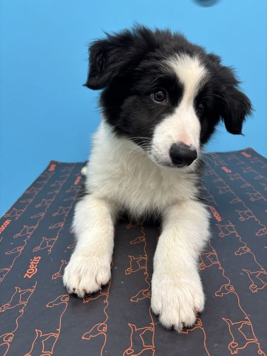 Border Collie szczeniak