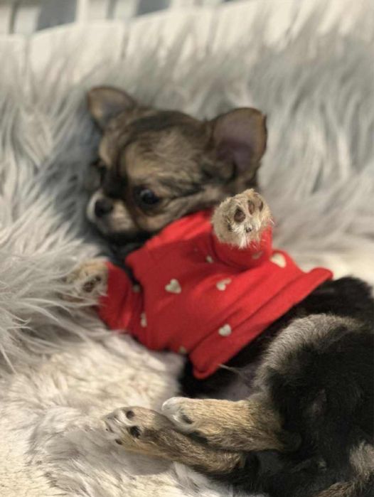 Chihuahua -z rodowodem