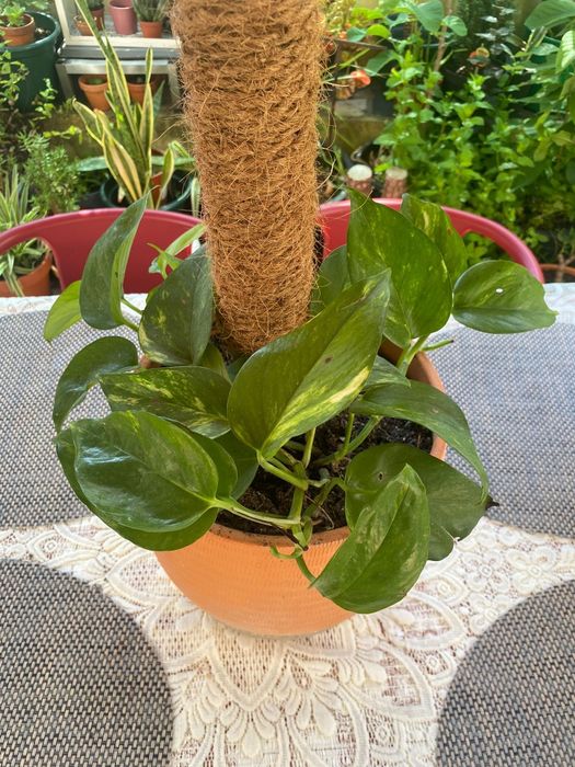 Planta jibóia nova