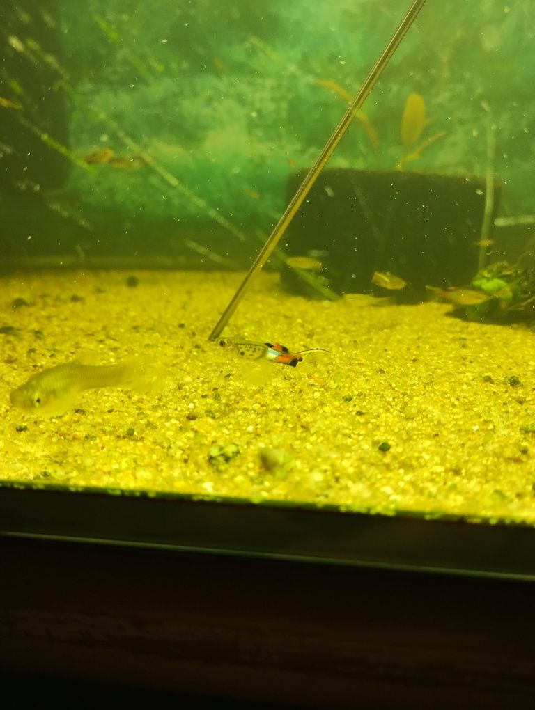 Gupiki Endlera Blue Snake