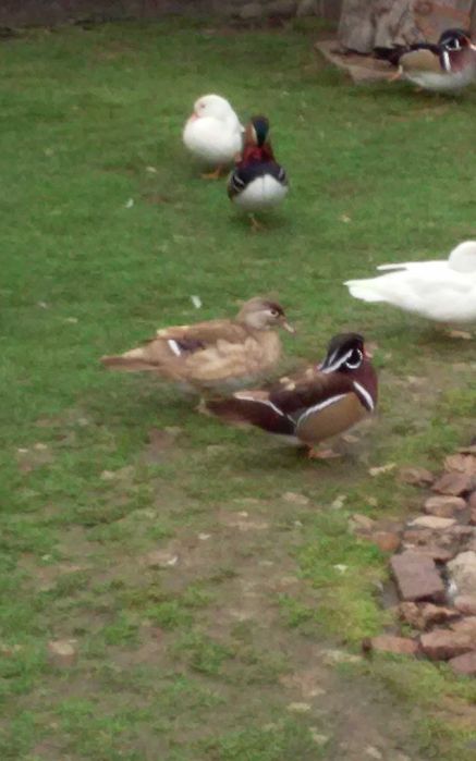 Kaczki karolinki beżowe