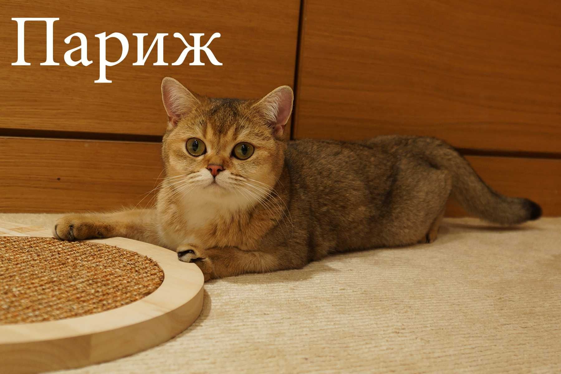 Шотландские кошки