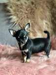 Chihuahua suczka