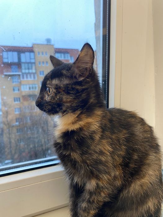 Кошеня ніжне і грайливе