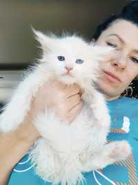 Maine Coon kotka wielka piękna o różnych oczkach Felis Polonia