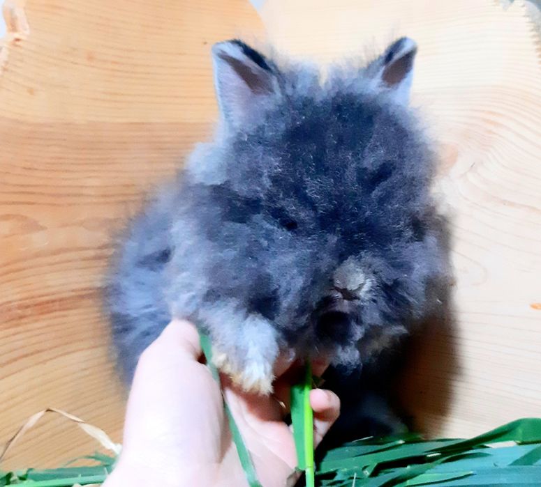 Карликовий міні кролик ангорський