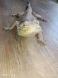 Agama brodata z terrarium .