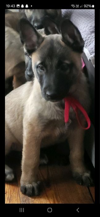 Owczarek Belgijski Malinois