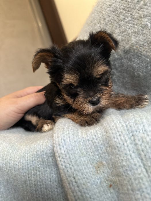 York yorki czarne mini