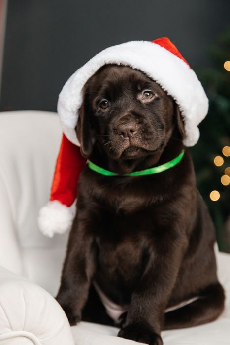 Лабрадор дівчинка 2 місяця КСУ