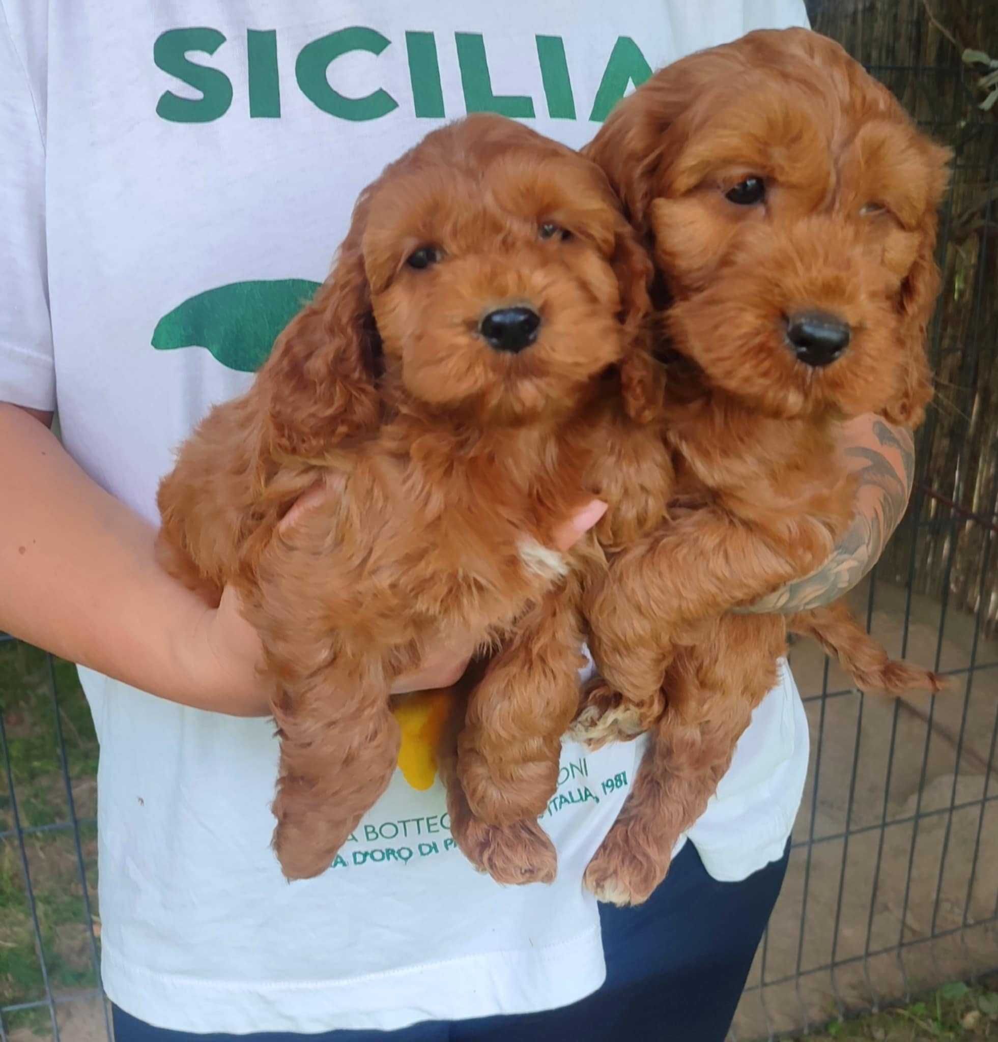 Cockapoo > hybryda pudel  & cocker spaniel gotowe do odbioru.