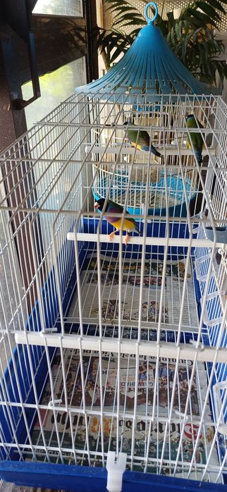 Diamantes de gould