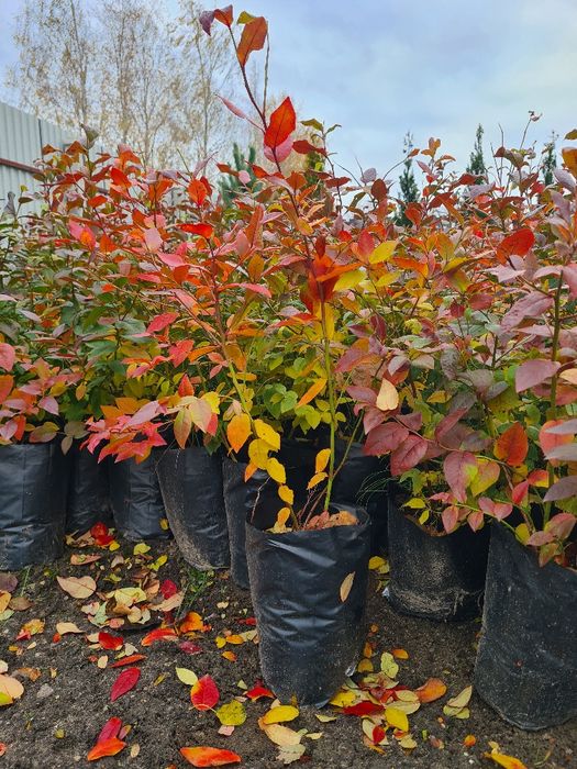 Продам лохину різних сортів