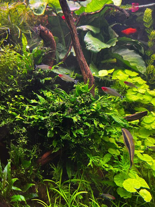 Microsorium pteropus windelov – mikrozorium windelov